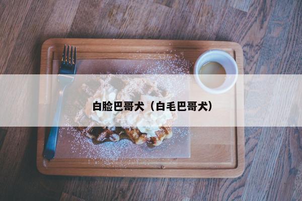 白脸巴哥犬（白毛巴哥犬）