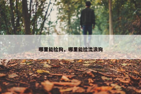哪里能捡狗，哪里能捡流浪狗