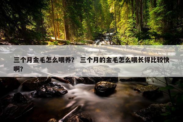 三个月金毛怎么喂养? 三个月的金毛怎么喂长得比较快啊?