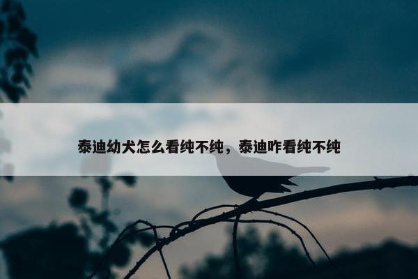 泰迪幼犬怎么看纯不纯，泰迪咋看纯不纯