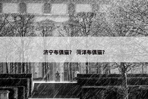 济宁布偶猫？ 菏泽布偶猫？