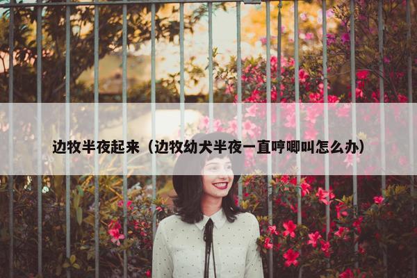 边牧半夜起来（边牧幼犬半夜一直哼唧叫怎么办）