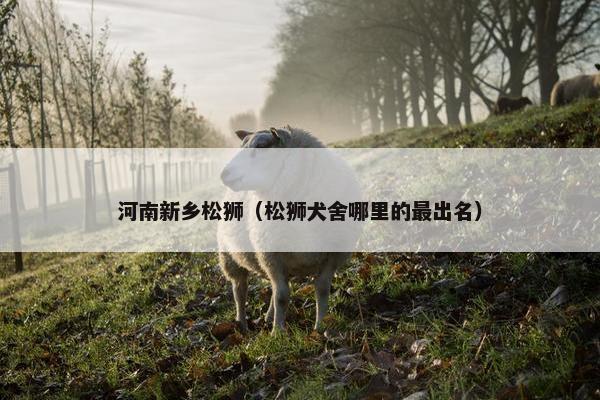 河南新乡松狮（松狮犬舍哪里的最出名）