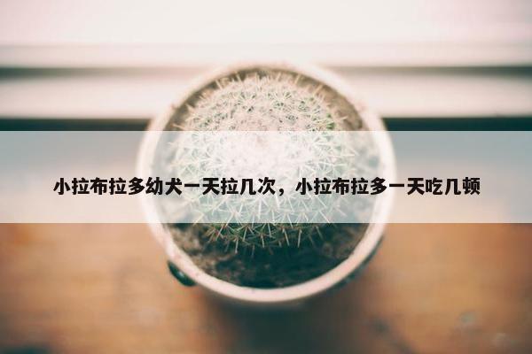 小拉布拉多幼犬一天拉几次，小拉布拉多一天吃几顿