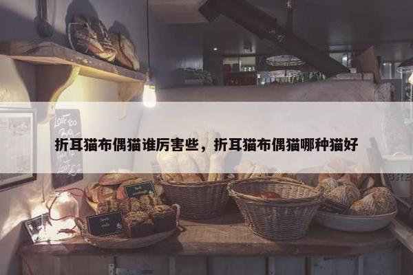 折耳猫布偶猫谁厉害些，折耳猫布偶猫哪种猫好
