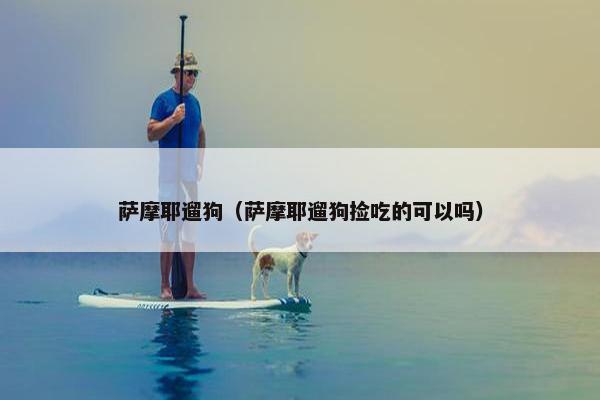 萨摩耶遛狗（萨摩耶遛狗捡吃的可以吗）
