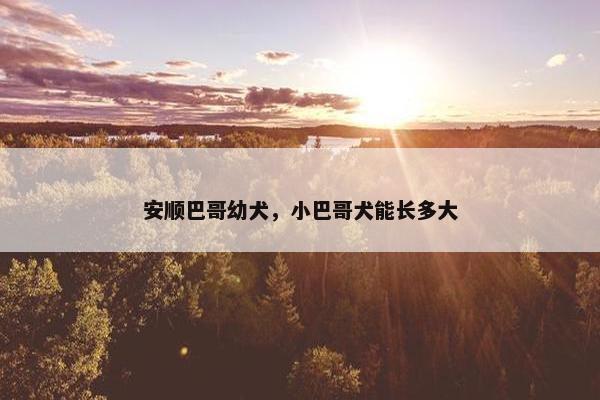 安顺巴哥幼犬，小巴哥犬能长多大