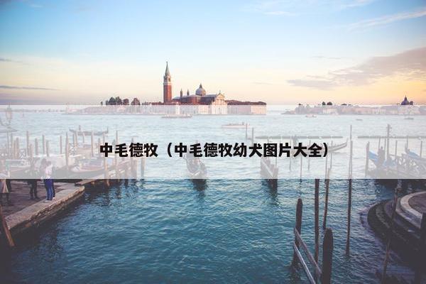 中毛德牧（中毛德牧幼犬图片大全）
