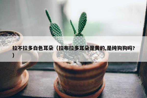拉不拉多白色耳朵（拉布拉多耳朵是黄的,是纯狗狗吗?）