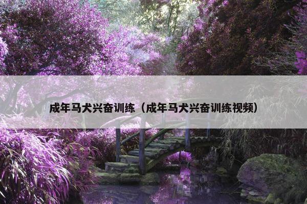 成年马犬兴奋训练（成年马犬兴奋训练视频）