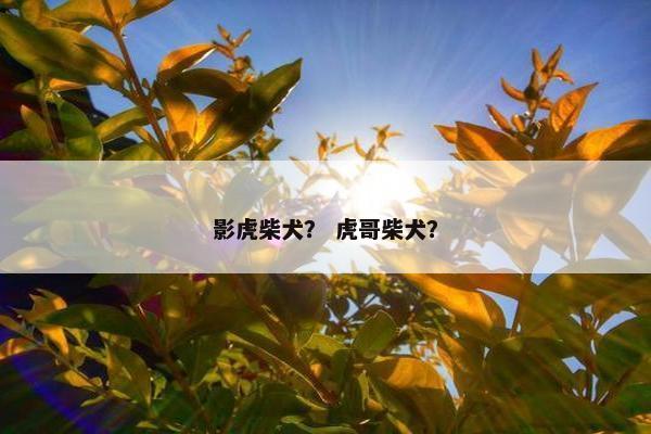 影虎柴犬？ 虎哥柴犬？