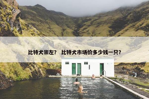 比特犬崇左？ 比特犬市场价多少钱一只？