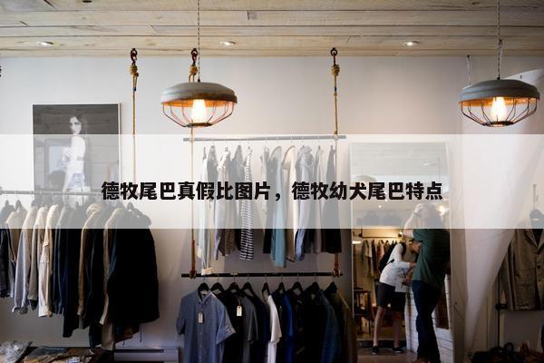 德牧尾巴真假比图片，德牧幼犬尾巴特点
