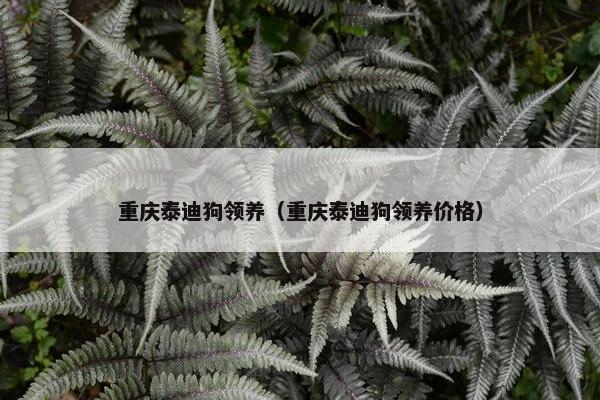 重庆泰迪狗领养（重庆泰迪狗领养价格）