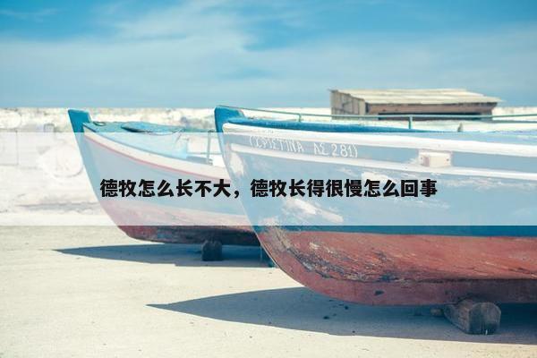 德牧怎么长不大，德牧长得很慢怎么回事