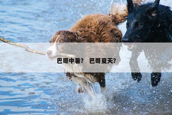 巴哥中暑？ 巴哥夏天？