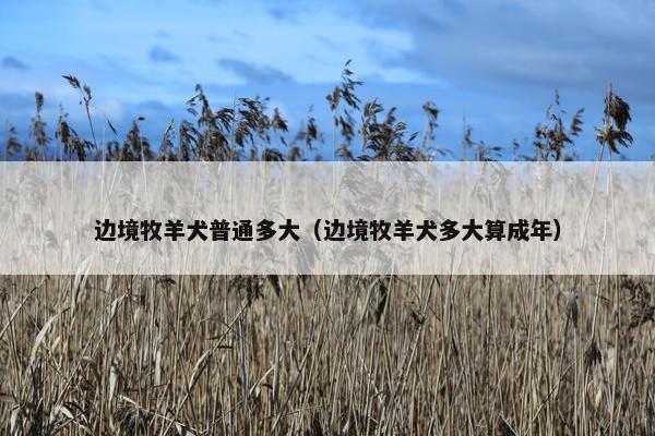 边境牧羊犬普通多大（边境牧羊犬多大算成年）