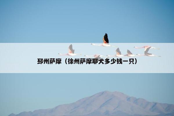 邳州萨摩（徐州萨摩耶犬多少钱一只）