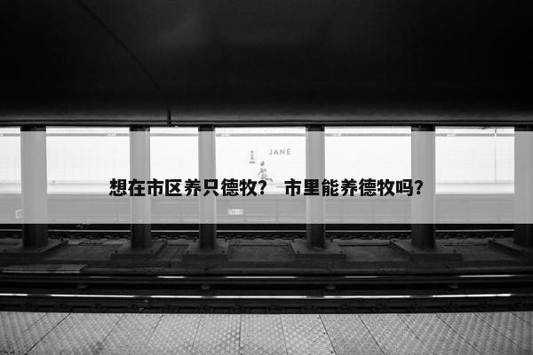 想在市区养只德牧？ 市里能养德牧吗？