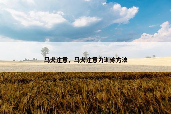 马犬注意,马犬注意力训练方法