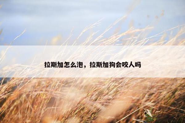 拉斯加怎么泡，拉斯加狗会咬人吗