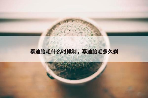 泰迪胎毛什么时候剃，泰迪胎毛多久剃