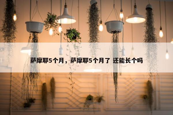 萨摩耶5个月,萨摩耶5个月了 还能长个吗