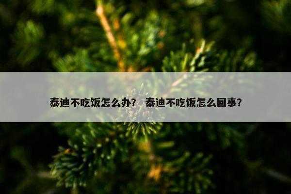 泰迪