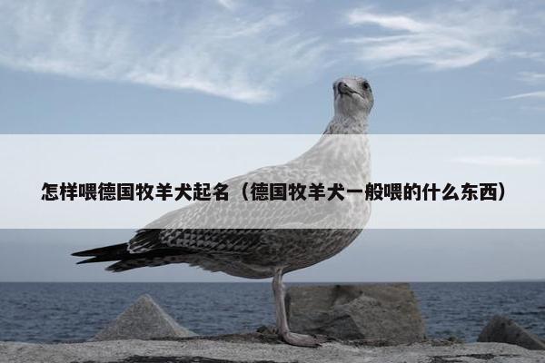 怎样喂德国牧羊犬起名(德国牧羊犬一般喂的什么东西)