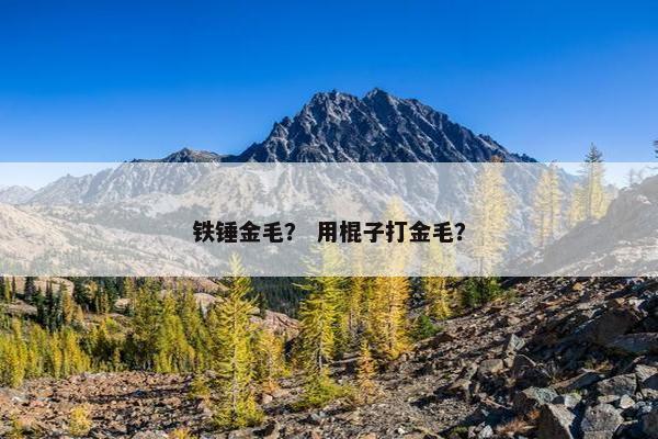 铁锤金毛？ 用棍子打金毛？