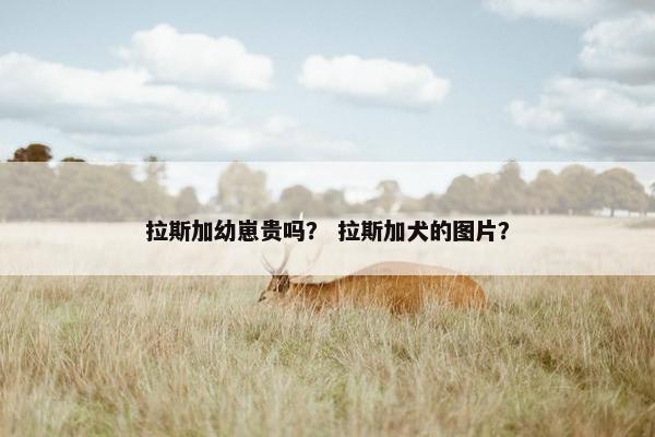 拉斯加幼崽贵吗？ 拉斯加犬的图片？