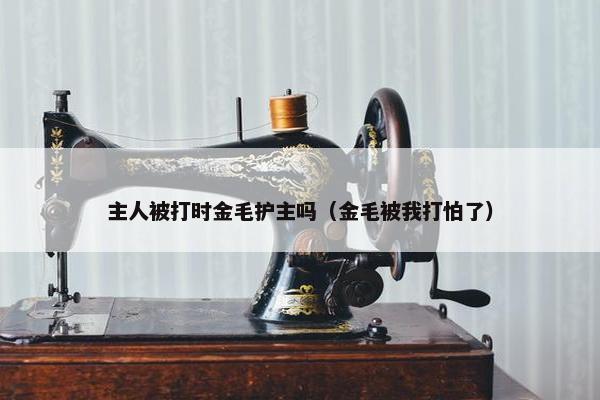 主人被打时金毛护主吗（金毛被我打怕了）