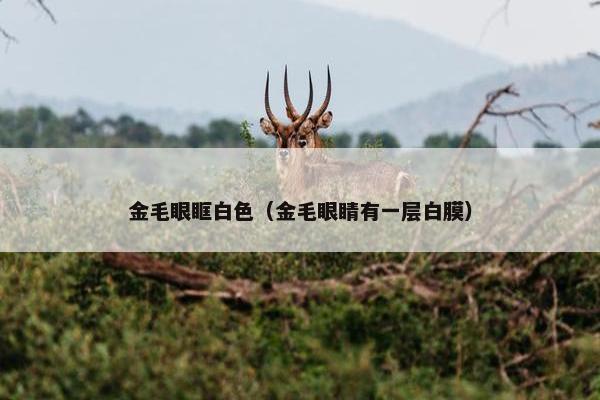 金毛眼眶白色（金毛眼睛有一层白膜）