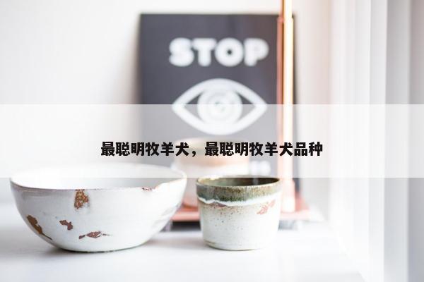 最聪明牧羊犬,最聪明牧羊犬品种