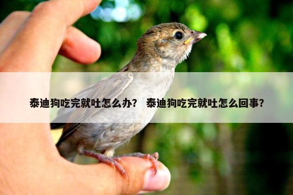 泰迪狗吃完就吐怎么办？ 泰迪狗吃完就吐怎么回事？