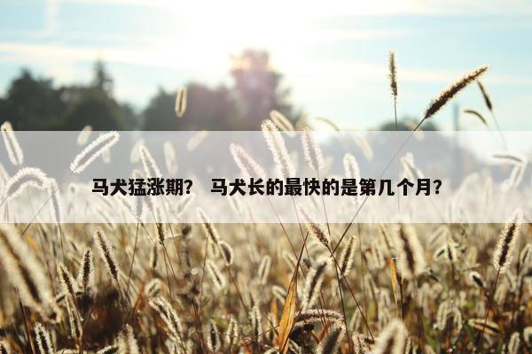 马犬猛涨期？ 马犬长的最快的是第几个月？