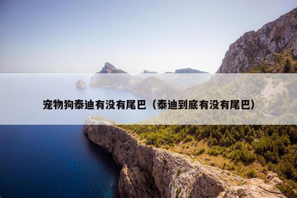 宠物狗泰迪有没有尾巴（泰迪到底有没有尾巴）