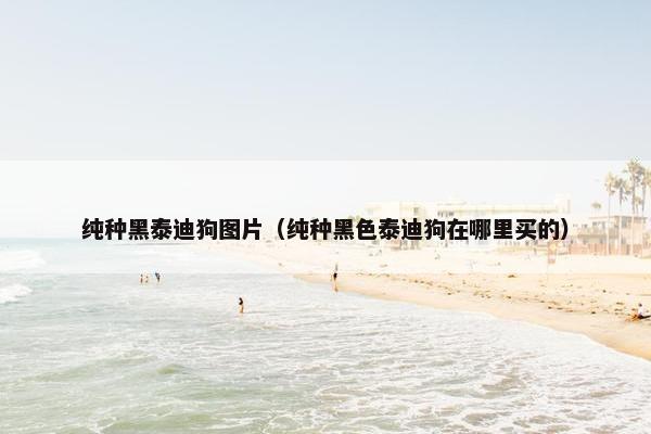 纯种黑泰迪狗图片（纯种黑色泰迪狗在哪里买的）