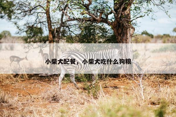 小柴犬配餐，小柴犬吃什么狗粮