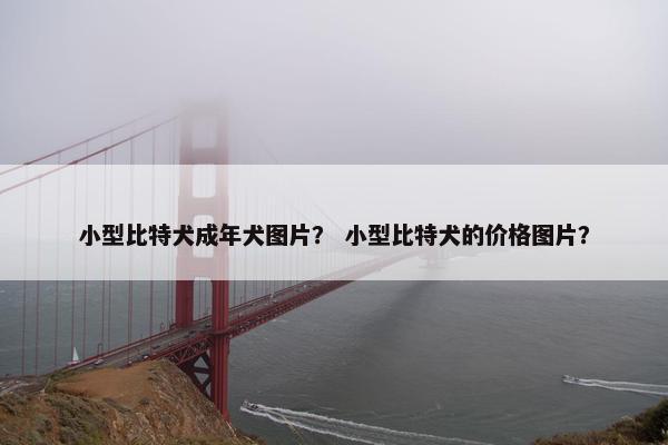 小型比特犬成年犬图片？ 小型比特犬的价格图片？