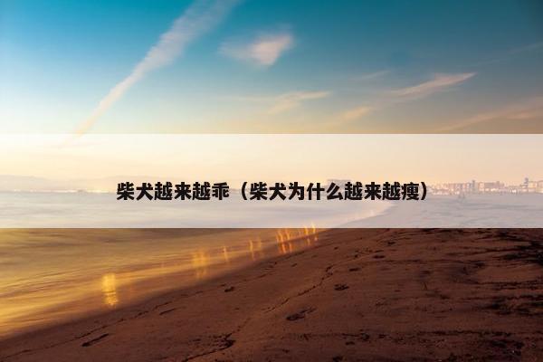 柴犬越来越乖(柴犬为什么越来越瘦)