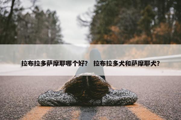 萨摩耶