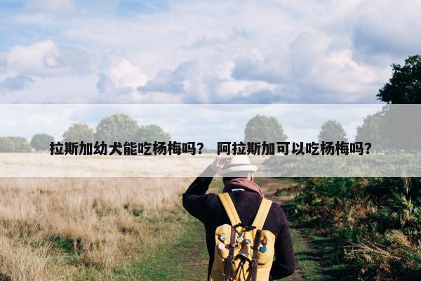 拉斯加幼犬能吃杨梅吗？ 阿拉斯加可以吃杨梅吗？