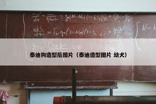 泰迪狗造型后图片（泰迪造型图片 幼犬）