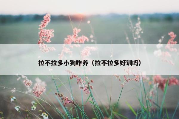 拉不拉多小狗咋养（拉不拉多好训吗）