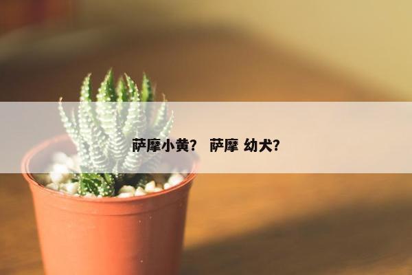 萨摩小黄? 萨摩 幼犬?