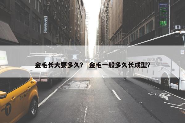 金毛长大要多久? 金毛一般多久长成型?