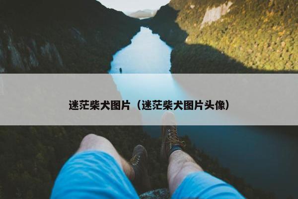 迷茫柴犬图片(迷茫柴犬图片头像)