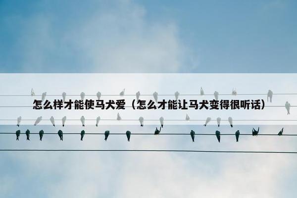 怎么样才能使马犬爱（怎么才能让马犬变得很听话）