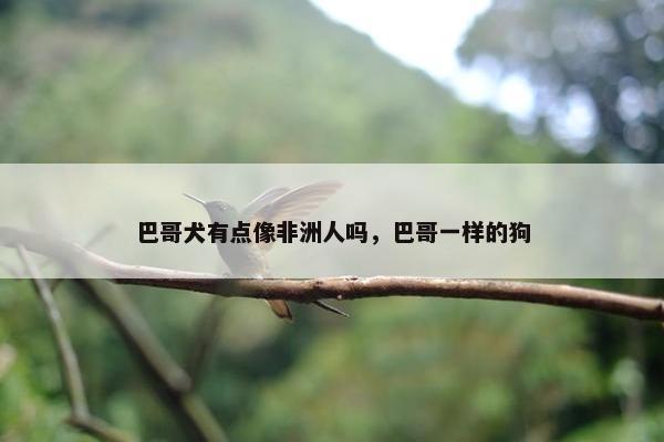 巴哥犬有点像非洲人吗，巴哥一样的狗
